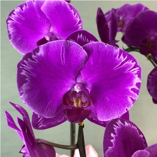 Phalaenopsis Taiwan Purple Fuchsia splash B S Phalaenopsis Taiwan Purple Fuchsia splash B S
